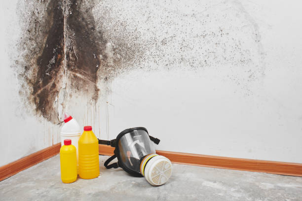 Best Home Mold Removal  in Boaz, WV