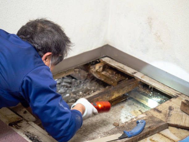 Best Black Mold Removal  in Boaz, WV