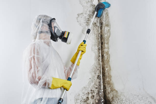 Best Local Mold Removal Service  in Boaz, WV