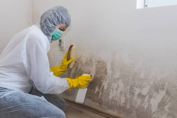 Best Mold Cleaning Services  in Boaz, WV