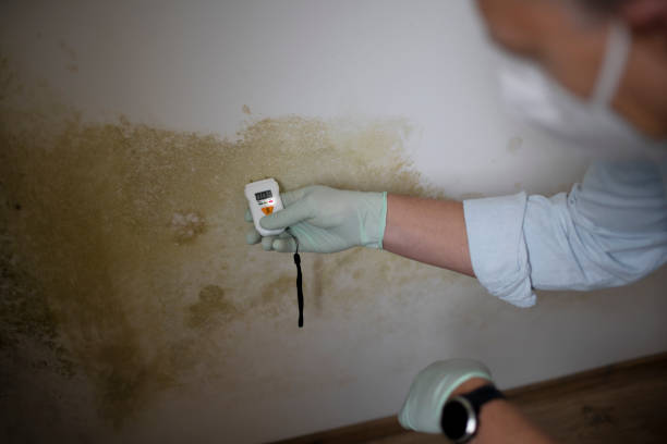 Best Residential Mold Removal  in Boaz, WV