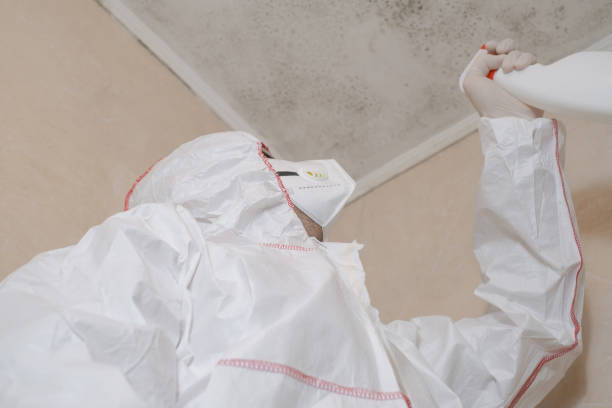 Best Toxic Mold Removal  in Boaz, WV