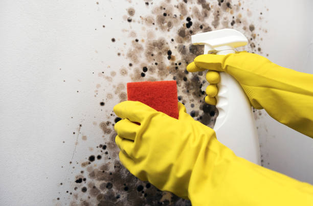 Best Attic Mold Removal  in Boaz, WV