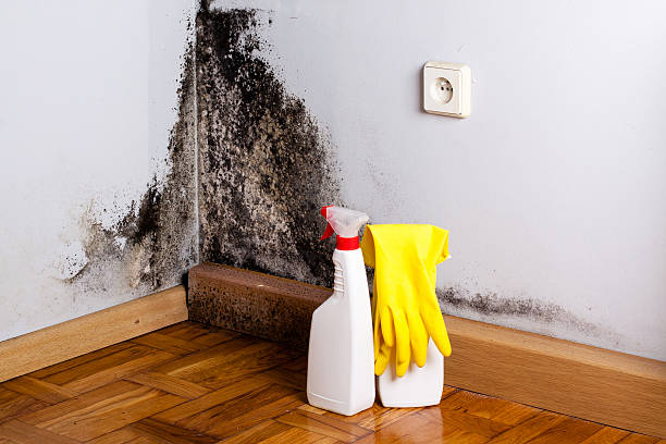 Best Mold Inspection  in Boaz, WV