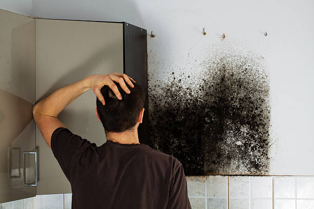 Professional Mold Removal in Boaz, WV
