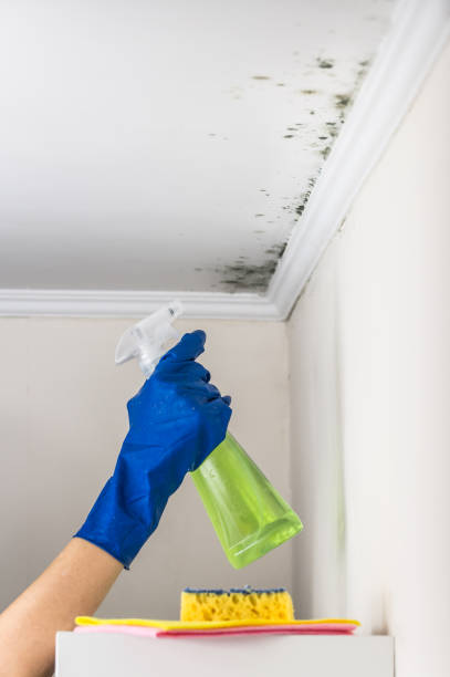 Attic Mold Removal in Boaz, WV