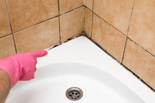Best Mold Remediation  in Boaz, WV